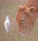 Cattle Egret